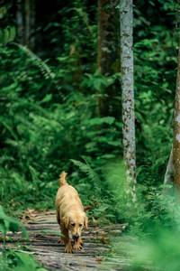 BIB: 
                            <button type="button" onclick="openModal(24790716)" class="btn btn-primary btn-sm float-right btn-popup" data-toggle="modal" data-target=".modal-high-quality">
                        <i class="fas fa-shopping-cart"></i> Add to Cart
                    </button>
                                            <button type="button" onclick="isThisMe(24790716, true)" class="btn btn-success btn-sm float-right btn-popup btn-isme hidden" data-toggle="tooltip" data-placement="bottom" title="นี่คือรูปของคุณใช่ไหม คลิกที่นี่เพื่อเอาเข้าอัลบั้ม">
                        <i class="fas fa-plus"></i> Add to album
                    </button>
                    <button type="button" onclick="isThisMe(24790716, false)" class="btn btn-warning btn-sm float-right btn-popup btn-isnotme hidden">
                        <i class="fas fa-ban"></i> Remove from album
                    </button>