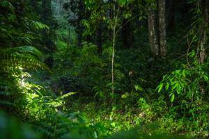 BIB: 
                            <button type="button" onclick="openModal(26432877)" class="btn btn-primary btn-sm float-right btn-popup" data-toggle="modal" data-target=".modal-high-quality">
                        <i class="fas fa-shopping-cart"></i> Add to Cart
                    </button>
                                            <button type="button" onclick="isThisMe(26432877, true)" class="btn btn-success btn-sm float-right btn-popup btn-isme hidden" data-toggle="tooltip" data-placement="bottom" title="นี่คือรูปของคุณใช่ไหม คลิกที่นี่เพื่อเอาเข้าอัลบั้ม">
                        <i class="fas fa-plus"></i> Add to album
                    </button>
                    <button type="button" onclick="isThisMe(26432877, false)" class="btn btn-warning btn-sm float-right btn-popup btn-isnotme hidden">
                        <i class="fas fa-ban"></i> Remove from album
                    </button>