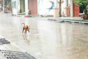 BIB: 
                            <button type="button" onclick="openModal(26457735)" class="btn btn-primary btn-sm float-right btn-popup" data-toggle="modal" data-target=".modal-high-quality">
                        <i class="fas fa-shopping-cart"></i> Add to Cart
                    </button>
                                            <button type="button" onclick="isThisMe(26457735, true)" class="btn btn-success btn-sm float-right btn-popup btn-isme hidden" data-toggle="tooltip" data-placement="bottom" title="นี่คือรูปของคุณใช่ไหม คลิกที่นี่เพื่อเอาเข้าอัลบั้ม">
                        <i class="fas fa-plus"></i> Add to album
                    </button>
                    <button type="button" onclick="isThisMe(26457735, false)" class="btn btn-warning btn-sm float-right btn-popup btn-isnotme hidden">
                        <i class="fas fa-ban"></i> Remove from album
                    </button>