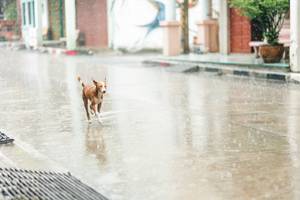 BIB: 
                            <button type="button" onclick="openModal(26457740)" class="btn btn-primary btn-sm float-right btn-popup" data-toggle="modal" data-target=".modal-high-quality">
                        <i class="fas fa-shopping-cart"></i> Add to Cart
                    </button>
                                            <button type="button" onclick="isThisMe(26457740, true)" class="btn btn-success btn-sm float-right btn-popup btn-isme hidden" data-toggle="tooltip" data-placement="bottom" title="นี่คือรูปของคุณใช่ไหม คลิกที่นี่เพื่อเอาเข้าอัลบั้ม">
                        <i class="fas fa-plus"></i> Add to album
                    </button>
                    <button type="button" onclick="isThisMe(26457740, false)" class="btn btn-warning btn-sm float-right btn-popup btn-isnotme hidden">
                        <i class="fas fa-ban"></i> Remove from album
                    </button>