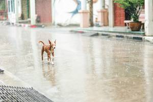 BIB: 
                            <button type="button" onclick="openModal(26457739)" class="btn btn-primary btn-sm float-right btn-popup" data-toggle="modal" data-target=".modal-high-quality">
                        <i class="fas fa-shopping-cart"></i> Add to Cart
                    </button>
                                            <button type="button" onclick="isThisMe(26457739, true)" class="btn btn-success btn-sm float-right btn-popup btn-isme hidden" data-toggle="tooltip" data-placement="bottom" title="นี่คือรูปของคุณใช่ไหม คลิกที่นี่เพื่อเอาเข้าอัลบั้ม">
                        <i class="fas fa-plus"></i> Add to album
                    </button>
                    <button type="button" onclick="isThisMe(26457739, false)" class="btn btn-warning btn-sm float-right btn-popup btn-isnotme hidden">
                        <i class="fas fa-ban"></i> Remove from album
                    </button>