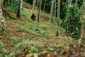 BIB: 
                            <button type="button" onclick="openModal(26445866)" class="btn btn-primary btn-sm float-right btn-popup" data-toggle="modal" data-target=".modal-high-quality">
                        <i class="fas fa-shopping-cart"></i> Add to Cart
                    </button>
                                            <button type="button" onclick="isThisMe(26445866, true)" class="btn btn-success btn-sm float-right btn-popup btn-isme hidden" data-toggle="tooltip" data-placement="bottom" title="นี่คือรูปของคุณใช่ไหม คลิกที่นี่เพื่อเอาเข้าอัลบั้ม">
                        <i class="fas fa-plus"></i> Add to album
                    </button>
                    <button type="button" onclick="isThisMe(26445866, false)" class="btn btn-warning btn-sm float-right btn-popup btn-isnotme hidden">
                        <i class="fas fa-ban"></i> Remove from album
                    </button>