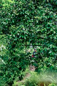 BIB: 
                            <button type="button" onclick="openModal(26493120)" class="btn btn-primary btn-sm float-right btn-popup" data-toggle="modal" data-target=".modal-high-quality">
                        <i class="fas fa-shopping-cart"></i> Add to Cart
                    </button>
                                            <button type="button" onclick="isThisMe(26493120, true)" class="btn btn-success btn-sm float-right btn-popup btn-isme hidden" data-toggle="tooltip" data-placement="bottom" title="นี่คือรูปของคุณใช่ไหม คลิกที่นี่เพื่อเอาเข้าอัลบั้ม">
                        <i class="fas fa-plus"></i> Add to album
                    </button>
                    <button type="button" onclick="isThisMe(26493120, false)" class="btn btn-warning btn-sm float-right btn-popup btn-isnotme hidden">
                        <i class="fas fa-ban"></i> Remove from album
                    </button>