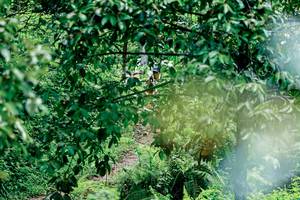 BIB: 
                            <button type="button" onclick="openModal(26493366)" class="btn btn-primary btn-sm float-right btn-popup" data-toggle="modal" data-target=".modal-high-quality">
                        <i class="fas fa-shopping-cart"></i> Add to Cart
                    </button>
                                            <button type="button" onclick="isThisMe(26493366, true)" class="btn btn-success btn-sm float-right btn-popup btn-isme hidden" data-toggle="tooltip" data-placement="bottom" title="นี่คือรูปของคุณใช่ไหม คลิกที่นี่เพื่อเอาเข้าอัลบั้ม">
                        <i class="fas fa-plus"></i> Add to album
                    </button>
                    <button type="button" onclick="isThisMe(26493366, false)" class="btn btn-warning btn-sm float-right btn-popup btn-isnotme hidden">
                        <i class="fas fa-ban"></i> Remove from album
                    </button>