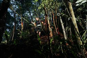 BIB: 
                            <button type="button" onclick="openModal(26390373)" class="btn btn-primary btn-sm float-right btn-popup" data-toggle="modal" data-target=".modal-high-quality">
                        <i class="fas fa-shopping-cart"></i> Add to Cart
                    </button>
                                            <button type="button" onclick="isThisMe(26390373, true)" class="btn btn-success btn-sm float-right btn-popup btn-isme hidden" data-toggle="tooltip" data-placement="bottom" title="นี่คือรูปของคุณใช่ไหม คลิกที่นี่เพื่อเอาเข้าอัลบั้ม">
                        <i class="fas fa-plus"></i> Add to album
                    </button>
                    <button type="button" onclick="isThisMe(26390373, false)" class="btn btn-warning btn-sm float-right btn-popup btn-isnotme hidden">
                        <i class="fas fa-ban"></i> Remove from album
                    </button>