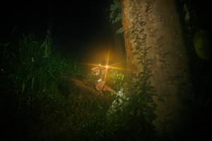 BIB: 
                            <button type="button" onclick="openModal(26381247)" class="btn btn-primary btn-sm float-right btn-popup" data-toggle="modal" data-target=".modal-high-quality">
                        <i class="fas fa-shopping-cart"></i> Add to Cart
                    </button>
                                            <button type="button" onclick="isThisMe(26381247, true)" class="btn btn-success btn-sm float-right btn-popup btn-isme hidden" data-toggle="tooltip" data-placement="bottom" title="นี่คือรูปของคุณใช่ไหม คลิกที่นี่เพื่อเอาเข้าอัลบั้ม">
                        <i class="fas fa-plus"></i> Add to album
                    </button>
                    <button type="button" onclick="isThisMe(26381247, false)" class="btn btn-warning btn-sm float-right btn-popup btn-isnotme hidden">
                        <i class="fas fa-ban"></i> Remove from album
                    </button>