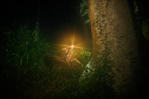 BIB: 
                            <button type="button" onclick="openModal(26381243)" class="btn btn-primary btn-sm float-right btn-popup" data-toggle="modal" data-target=".modal-high-quality">
                        <i class="fas fa-shopping-cart"></i> Add to Cart
                    </button>
                                            <button type="button" onclick="isThisMe(26381243, true)" class="btn btn-success btn-sm float-right btn-popup btn-isme hidden" data-toggle="tooltip" data-placement="bottom" title="นี่คือรูปของคุณใช่ไหม คลิกที่นี่เพื่อเอาเข้าอัลบั้ม">
                        <i class="fas fa-plus"></i> Add to album
                    </button>
                    <button type="button" onclick="isThisMe(26381243, false)" class="btn btn-warning btn-sm float-right btn-popup btn-isnotme hidden">
                        <i class="fas fa-ban"></i> Remove from album
                    </button>