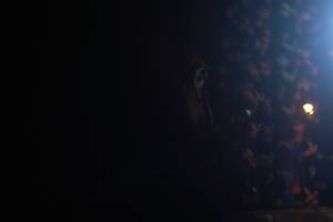 BIB: 
                            <button type="button" onclick="openModal(16989723)" class="btn btn-primary btn-sm float-right btn-popup" data-toggle="modal" data-target=".modal-high-quality">
                        <i class="fas fa-shopping-cart"></i> Add to Cart
                    </button>
                                            <button type="button" onclick="isThisMe(16989723, true)" class="btn btn-success btn-sm float-right btn-popup btn-isme hidden" data-toggle="tooltip" data-placement="bottom" title="นี่คือรูปของคุณใช่ไหม คลิกที่นี่เพื่อเอาเข้าอัลบั้ม">
                        <i class="fas fa-plus"></i> Add to album
                    </button>
                    <button type="button" onclick="isThisMe(16989723, false)" class="btn btn-warning btn-sm float-right btn-popup btn-isnotme hidden">
                        <i class="fas fa-ban"></i> Remove from album
                    </button>