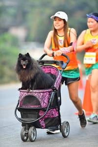 BIB: 
                            <button type="button" onclick="openModal(8679802)" class="btn btn-primary btn-sm float-right btn-popup" data-toggle="modal" data-target=".modal-high-quality">
                        <i class="fas fa-shopping-cart"></i> Add to Cart
                    </button>
                                            <button type="button" onclick="isThisMe(8679802, true)" class="btn btn-success btn-sm float-right btn-popup btn-isme hidden" data-toggle="tooltip" data-placement="bottom" title="นี่คือรูปของคุณใช่ไหม คลิกที่นี่เพื่อเอาเข้าอัลบั้ม">
                        <i class="fas fa-plus"></i> Add to album
                    </button>
                    <button type="button" onclick="isThisMe(8679802, false)" class="btn btn-warning btn-sm float-right btn-popup btn-isnotme hidden">
                        <i class="fas fa-ban"></i> Remove from album
                    </button>