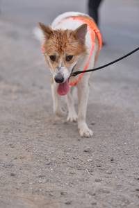 BIB: 
                            <button type="button" onclick="openModal(8852378)" class="btn btn-primary btn-sm float-right btn-popup" data-toggle="modal" data-target=".modal-high-quality">
                        <i class="fas fa-shopping-cart"></i> Add to Cart
                    </button>
                                            <button type="button" onclick="isThisMe(8852378, true)" class="btn btn-success btn-sm float-right btn-popup btn-isme hidden" data-toggle="tooltip" data-placement="bottom" title="นี่คือรูปของคุณใช่ไหม คลิกที่นี่เพื่อเอาเข้าอัลบั้ม">
                        <i class="fas fa-plus"></i> Add to album
                    </button>
                    <button type="button" onclick="isThisMe(8852378, false)" class="btn btn-warning btn-sm float-right btn-popup btn-isnotme hidden">
                        <i class="fas fa-ban"></i> Remove from album
                    </button>