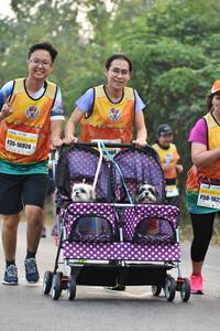 BIB: 16924, 162
                            <button type="button" onclick="openModal(7783506)" class="btn btn-primary btn-sm float-right btn-popup" data-toggle="modal" data-target=".modal-high-quality">
                        <i class="fas fa-shopping-cart"></i> Add to Cart
                    </button>
                                            <button type="button" onclick="isThisMe(7783506, true)" class="btn btn-success btn-sm float-right btn-popup btn-isme hidden" data-toggle="tooltip" data-placement="bottom" title="นี่คือรูปของคุณใช่ไหม คลิกที่นี่เพื่อเอาเข้าอัลบั้ม">
                        <i class="fas fa-plus"></i> Add to album
                    </button>
                    <button type="button" onclick="isThisMe(7783506, false)" class="btn btn-warning btn-sm float-right btn-popup btn-isnotme hidden">
                        <i class="fas fa-ban"></i> Remove from album
                    </button>