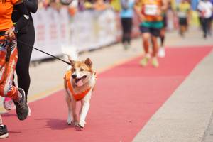 BIB: 
                            <button type="button" onclick="openModal(8337550)" class="btn btn-primary btn-sm float-right btn-popup" data-toggle="modal" data-target=".modal-high-quality">
                        <i class="fas fa-shopping-cart"></i> Add to Cart
                    </button>
                                            <button type="button" onclick="isThisMe(8337550, true)" class="btn btn-success btn-sm float-right btn-popup btn-isme hidden" data-toggle="tooltip" data-placement="bottom" title="นี่คือรูปของคุณใช่ไหม คลิกที่นี่เพื่อเอาเข้าอัลบั้ม">
                        <i class="fas fa-plus"></i> Add to album
                    </button>
                    <button type="button" onclick="isThisMe(8337550, false)" class="btn btn-warning btn-sm float-right btn-popup btn-isnotme hidden">
                        <i class="fas fa-ban"></i> Remove from album
                    </button>