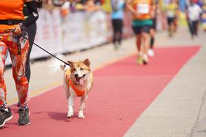 BIB: 
                            <button type="button" onclick="openModal(8337535)" class="btn btn-primary btn-sm float-right btn-popup" data-toggle="modal" data-target=".modal-high-quality">
                        <i class="fas fa-shopping-cart"></i> Add to Cart
                    </button>
                                            <button type="button" onclick="isThisMe(8337535, true)" class="btn btn-success btn-sm float-right btn-popup btn-isme hidden" data-toggle="tooltip" data-placement="bottom" title="นี่คือรูปของคุณใช่ไหม คลิกที่นี่เพื่อเอาเข้าอัลบั้ม">
                        <i class="fas fa-plus"></i> Add to album
                    </button>
                    <button type="button" onclick="isThisMe(8337535, false)" class="btn btn-warning btn-sm float-right btn-popup btn-isnotme hidden">
                        <i class="fas fa-ban"></i> Remove from album
                    </button>