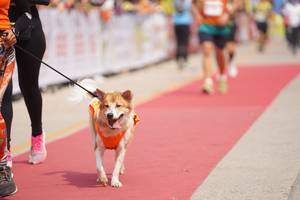 BIB: 
                            <button type="button" onclick="openModal(8337577)" class="btn btn-primary btn-sm float-right btn-popup" data-toggle="modal" data-target=".modal-high-quality">
                        <i class="fas fa-shopping-cart"></i> Add to Cart
                    </button>
                                            <button type="button" onclick="isThisMe(8337577, true)" class="btn btn-success btn-sm float-right btn-popup btn-isme hidden" data-toggle="tooltip" data-placement="bottom" title="นี่คือรูปของคุณใช่ไหม คลิกที่นี่เพื่อเอาเข้าอัลบั้ม">
                        <i class="fas fa-plus"></i> Add to album
                    </button>
                    <button type="button" onclick="isThisMe(8337577, false)" class="btn btn-warning btn-sm float-right btn-popup btn-isnotme hidden">
                        <i class="fas fa-ban"></i> Remove from album
                    </button>