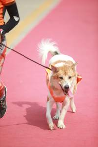 BIB: 
                            <button type="button" onclick="openModal(8234585)" class="btn btn-primary btn-sm float-right btn-popup" data-toggle="modal" data-target=".modal-high-quality">
                        <i class="fas fa-shopping-cart"></i> Add to Cart
                    </button>
                                            <button type="button" onclick="isThisMe(8234585, true)" class="btn btn-success btn-sm float-right btn-popup btn-isme hidden" data-toggle="tooltip" data-placement="bottom" title="นี่คือรูปของคุณใช่ไหม คลิกที่นี่เพื่อเอาเข้าอัลบั้ม">
                        <i class="fas fa-plus"></i> Add to album
                    </button>
                    <button type="button" onclick="isThisMe(8234585, false)" class="btn btn-warning btn-sm float-right btn-popup btn-isnotme hidden">
                        <i class="fas fa-ban"></i> Remove from album
                    </button>