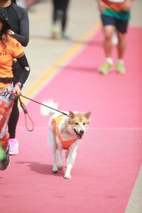 BIB: 
                            <button type="button" onclick="openModal(8234612)" class="btn btn-primary btn-sm float-right btn-popup" data-toggle="modal" data-target=".modal-high-quality">
                        <i class="fas fa-shopping-cart"></i> Add to Cart
                    </button>
                                            <button type="button" onclick="isThisMe(8234612, true)" class="btn btn-success btn-sm float-right btn-popup btn-isme hidden" data-toggle="tooltip" data-placement="bottom" title="นี่คือรูปของคุณใช่ไหม คลิกที่นี่เพื่อเอาเข้าอัลบั้ม">
                        <i class="fas fa-plus"></i> Add to album
                    </button>
                    <button type="button" onclick="isThisMe(8234612, false)" class="btn btn-warning btn-sm float-right btn-popup btn-isnotme hidden">
                        <i class="fas fa-ban"></i> Remove from album
                    </button>