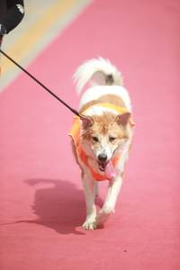 BIB: 
                            <button type="button" onclick="openModal(8234584)" class="btn btn-primary btn-sm float-right btn-popup" data-toggle="modal" data-target=".modal-high-quality">
                        <i class="fas fa-shopping-cart"></i> Add to Cart
                    </button>
                                            <button type="button" onclick="isThisMe(8234584, true)" class="btn btn-success btn-sm float-right btn-popup btn-isme hidden" data-toggle="tooltip" data-placement="bottom" title="นี่คือรูปของคุณใช่ไหม คลิกที่นี่เพื่อเอาเข้าอัลบั้ม">
                        <i class="fas fa-plus"></i> Add to album
                    </button>
                    <button type="button" onclick="isThisMe(8234584, false)" class="btn btn-warning btn-sm float-right btn-popup btn-isnotme hidden">
                        <i class="fas fa-ban"></i> Remove from album
                    </button>