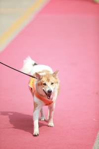 BIB: 
                            <button type="button" onclick="openModal(8234602)" class="btn btn-primary btn-sm float-right btn-popup" data-toggle="modal" data-target=".modal-high-quality">
                        <i class="fas fa-shopping-cart"></i> Add to Cart
                    </button>
                                            <button type="button" onclick="isThisMe(8234602, true)" class="btn btn-success btn-sm float-right btn-popup btn-isme hidden" data-toggle="tooltip" data-placement="bottom" title="นี่คือรูปของคุณใช่ไหม คลิกที่นี่เพื่อเอาเข้าอัลบั้ม">
                        <i class="fas fa-plus"></i> Add to album
                    </button>
                    <button type="button" onclick="isThisMe(8234602, false)" class="btn btn-warning btn-sm float-right btn-popup btn-isnotme hidden">
                        <i class="fas fa-ban"></i> Remove from album
                    </button>