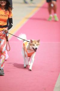 BIB: 
                            <button type="button" onclick="openModal(8234620)" class="btn btn-primary btn-sm float-right btn-popup" data-toggle="modal" data-target=".modal-high-quality">
                        <i class="fas fa-shopping-cart"></i> Add to Cart
                    </button>
                                            <button type="button" onclick="isThisMe(8234620, true)" class="btn btn-success btn-sm float-right btn-popup btn-isme hidden" data-toggle="tooltip" data-placement="bottom" title="นี่คือรูปของคุณใช่ไหม คลิกที่นี่เพื่อเอาเข้าอัลบั้ม">
                        <i class="fas fa-plus"></i> Add to album
                    </button>
                    <button type="button" onclick="isThisMe(8234620, false)" class="btn btn-warning btn-sm float-right btn-popup btn-isnotme hidden">
                        <i class="fas fa-ban"></i> Remove from album
                    </button>