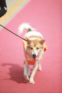 BIB: 
                            <button type="button" onclick="openModal(8234555)" class="btn btn-primary btn-sm float-right btn-popup" data-toggle="modal" data-target=".modal-high-quality">
                        <i class="fas fa-shopping-cart"></i> Add to Cart
                    </button>
                                            <button type="button" onclick="isThisMe(8234555, true)" class="btn btn-success btn-sm float-right btn-popup btn-isme hidden" data-toggle="tooltip" data-placement="bottom" title="นี่คือรูปของคุณใช่ไหม คลิกที่นี่เพื่อเอาเข้าอัลบั้ม">
                        <i class="fas fa-plus"></i> Add to album
                    </button>
                    <button type="button" onclick="isThisMe(8234555, false)" class="btn btn-warning btn-sm float-right btn-popup btn-isnotme hidden">
                        <i class="fas fa-ban"></i> Remove from album
                    </button>