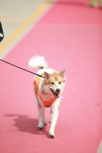 BIB: 
                            <button type="button" onclick="openModal(8234608)" class="btn btn-primary btn-sm float-right btn-popup" data-toggle="modal" data-target=".modal-high-quality">
                        <i class="fas fa-shopping-cart"></i> Add to Cart
                    </button>
                                            <button type="button" onclick="isThisMe(8234608, true)" class="btn btn-success btn-sm float-right btn-popup btn-isme hidden" data-toggle="tooltip" data-placement="bottom" title="นี่คือรูปของคุณใช่ไหม คลิกที่นี่เพื่อเอาเข้าอัลบั้ม">
                        <i class="fas fa-plus"></i> Add to album
                    </button>
                    <button type="button" onclick="isThisMe(8234608, false)" class="btn btn-warning btn-sm float-right btn-popup btn-isnotme hidden">
                        <i class="fas fa-ban"></i> Remove from album
                    </button>