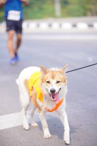 BIB: 
                            <button type="button" onclick="openModal(9450158)" class="btn btn-primary btn-sm float-right btn-popup" data-toggle="modal" data-target=".modal-high-quality">
                        <i class="fas fa-shopping-cart"></i> Add to Cart
                    </button>
                                            <button type="button" onclick="isThisMe(9450158, true)" class="btn btn-success btn-sm float-right btn-popup btn-isme hidden" data-toggle="tooltip" data-placement="bottom" title="นี่คือรูปของคุณใช่ไหม คลิกที่นี่เพื่อเอาเข้าอัลบั้ม">
                        <i class="fas fa-plus"></i> Add to album
                    </button>
                    <button type="button" onclick="isThisMe(9450158, false)" class="btn btn-warning btn-sm float-right btn-popup btn-isnotme hidden">
                        <i class="fas fa-ban"></i> Remove from album
                    </button>