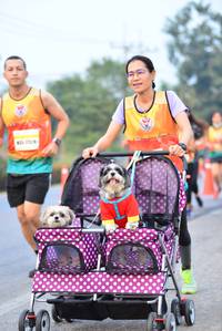 BIB: 
                            <button type="button" onclick="openModal(10368183)" class="btn btn-primary btn-sm float-right btn-popup" data-toggle="modal" data-target=".modal-high-quality">
                        <i class="fas fa-shopping-cart"></i> Add to Cart
                    </button>
                                            <button type="button" onclick="isThisMe(10368183, true)" class="btn btn-success btn-sm float-right btn-popup btn-isme hidden" data-toggle="tooltip" data-placement="bottom" title="นี่คือรูปของคุณใช่ไหม คลิกที่นี่เพื่อเอาเข้าอัลบั้ม">
                        <i class="fas fa-plus"></i> Add to album
                    </button>
                    <button type="button" onclick="isThisMe(10368183, false)" class="btn btn-warning btn-sm float-right btn-popup btn-isnotme hidden">
                        <i class="fas fa-ban"></i> Remove from album
                    </button>