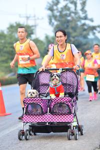 BIB: 
                            <button type="button" onclick="openModal(10368174)" class="btn btn-primary btn-sm float-right btn-popup" data-toggle="modal" data-target=".modal-high-quality">
                        <i class="fas fa-shopping-cart"></i> Add to Cart
                    </button>
                                            <button type="button" onclick="isThisMe(10368174, true)" class="btn btn-success btn-sm float-right btn-popup btn-isme hidden" data-toggle="tooltip" data-placement="bottom" title="นี่คือรูปของคุณใช่ไหม คลิกที่นี่เพื่อเอาเข้าอัลบั้ม">
                        <i class="fas fa-plus"></i> Add to album
                    </button>
                    <button type="button" onclick="isThisMe(10368174, false)" class="btn btn-warning btn-sm float-right btn-popup btn-isnotme hidden">
                        <i class="fas fa-ban"></i> Remove from album
                    </button>