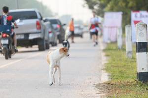 BIB: 
                            <button type="button" onclick="openModal(6358992)" class="btn btn-primary btn-sm float-right btn-popup" data-toggle="modal" data-target=".modal-high-quality">
                        <i class="fas fa-shopping-cart"></i> Add to Cart
                    </button>
                                            <button type="button" onclick="isThisMe(6358992, true)" class="btn btn-success btn-sm float-right btn-popup btn-isme hidden" data-toggle="tooltip" data-placement="bottom" title="นี่คือรูปของคุณใช่ไหม คลิกที่นี่เพื่อเอาเข้าอัลบั้ม">
                        <i class="fas fa-plus"></i> Add to album
                    </button>
                    <button type="button" onclick="isThisMe(6358992, false)" class="btn btn-warning btn-sm float-right btn-popup btn-isnotme hidden">
                        <i class="fas fa-ban"></i> Remove from album
                    </button>