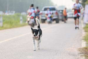 BIB: 
                            <button type="button" onclick="openModal(6358994)" class="btn btn-primary btn-sm float-right btn-popup" data-toggle="modal" data-target=".modal-high-quality">
                        <i class="fas fa-shopping-cart"></i> Add to Cart
                    </button>
                                            <button type="button" onclick="isThisMe(6358994, true)" class="btn btn-success btn-sm float-right btn-popup btn-isme hidden" data-toggle="tooltip" data-placement="bottom" title="นี่คือรูปของคุณใช่ไหม คลิกที่นี่เพื่อเอาเข้าอัลบั้ม">
                        <i class="fas fa-plus"></i> Add to album
                    </button>
                    <button type="button" onclick="isThisMe(6358994, false)" class="btn btn-warning btn-sm float-right btn-popup btn-isnotme hidden">
                        <i class="fas fa-ban"></i> Remove from album
                    </button>