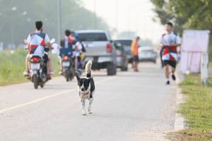 BIB: 
                            <button type="button" onclick="openModal(6358995)" class="btn btn-primary btn-sm float-right btn-popup" data-toggle="modal" data-target=".modal-high-quality">
                        <i class="fas fa-shopping-cart"></i> Add to Cart
                    </button>
                                            <button type="button" onclick="isThisMe(6358995, true)" class="btn btn-success btn-sm float-right btn-popup btn-isme hidden" data-toggle="tooltip" data-placement="bottom" title="นี่คือรูปของคุณใช่ไหม คลิกที่นี่เพื่อเอาเข้าอัลบั้ม">
                        <i class="fas fa-plus"></i> Add to album
                    </button>
                    <button type="button" onclick="isThisMe(6358995, false)" class="btn btn-warning btn-sm float-right btn-popup btn-isnotme hidden">
                        <i class="fas fa-ban"></i> Remove from album
                    </button>