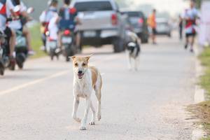 BIB: 
                            <button type="button" onclick="openModal(6358993)" class="btn btn-primary btn-sm float-right btn-popup" data-toggle="modal" data-target=".modal-high-quality">
                        <i class="fas fa-shopping-cart"></i> Add to Cart
                    </button>
                                            <button type="button" onclick="isThisMe(6358993, true)" class="btn btn-success btn-sm float-right btn-popup btn-isme hidden" data-toggle="tooltip" data-placement="bottom" title="นี่คือรูปของคุณใช่ไหม คลิกที่นี่เพื่อเอาเข้าอัลบั้ม">
                        <i class="fas fa-plus"></i> Add to album
                    </button>
                    <button type="button" onclick="isThisMe(6358993, false)" class="btn btn-warning btn-sm float-right btn-popup btn-isnotme hidden">
                        <i class="fas fa-ban"></i> Remove from album
                    </button>