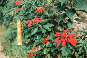 BIB: 
                            <button type="button" onclick="openModal(25309696)" class="btn btn-primary btn-sm float-right btn-popup" data-toggle="modal" data-target=".modal-high-quality">
                        <i class="fas fa-shopping-cart"></i> Add to Cart
                    </button>
                                            <button type="button" onclick="isThisMe(25309696, true)" class="btn btn-success btn-sm float-right btn-popup btn-isme hidden" data-toggle="tooltip" data-placement="bottom" title="นี่คือรูปของคุณใช่ไหม คลิกที่นี่เพื่อเอาเข้าอัลบั้ม">
                        <i class="fas fa-plus"></i> Add to album
                    </button>
                    <button type="button" onclick="isThisMe(25309696, false)" class="btn btn-warning btn-sm float-right btn-popup btn-isnotme hidden">
                        <i class="fas fa-ban"></i> Remove from album
                    </button>