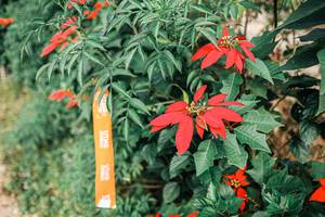 BIB: 
                            <button type="button" onclick="openModal(25309710)" class="btn btn-primary btn-sm float-right btn-popup" data-toggle="modal" data-target=".modal-high-quality">
                        <i class="fas fa-shopping-cart"></i> Add to Cart
                    </button>
                                            <button type="button" onclick="isThisMe(25309710, true)" class="btn btn-success btn-sm float-right btn-popup btn-isme hidden" data-toggle="tooltip" data-placement="bottom" title="นี่คือรูปของคุณใช่ไหม คลิกที่นี่เพื่อเอาเข้าอัลบั้ม">
                        <i class="fas fa-plus"></i> Add to album
                    </button>
                    <button type="button" onclick="isThisMe(25309710, false)" class="btn btn-warning btn-sm float-right btn-popup btn-isnotme hidden">
                        <i class="fas fa-ban"></i> Remove from album
                    </button>