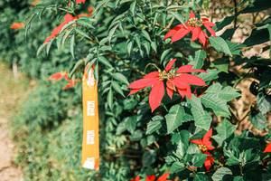 BIB: 
                            <button type="button" onclick="openModal(25309691)" class="btn btn-primary btn-sm float-right btn-popup" data-toggle="modal" data-target=".modal-high-quality">
                        <i class="fas fa-shopping-cart"></i> Add to Cart
                    </button>
                                            <button type="button" onclick="isThisMe(25309691, true)" class="btn btn-success btn-sm float-right btn-popup btn-isme hidden" data-toggle="tooltip" data-placement="bottom" title="นี่คือรูปของคุณใช่ไหม คลิกที่นี่เพื่อเอาเข้าอัลบั้ม">
                        <i class="fas fa-plus"></i> Add to album
                    </button>
                    <button type="button" onclick="isThisMe(25309691, false)" class="btn btn-warning btn-sm float-right btn-popup btn-isnotme hidden">
                        <i class="fas fa-ban"></i> Remove from album
                    </button>