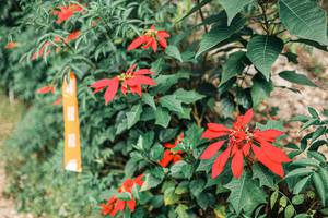 BIB: 
                            <button type="button" onclick="openModal(25309700)" class="btn btn-primary btn-sm float-right btn-popup" data-toggle="modal" data-target=".modal-high-quality">
                        <i class="fas fa-shopping-cart"></i> Add to Cart
                    </button>
                                            <button type="button" onclick="isThisMe(25309700, true)" class="btn btn-success btn-sm float-right btn-popup btn-isme hidden" data-toggle="tooltip" data-placement="bottom" title="นี่คือรูปของคุณใช่ไหม คลิกที่นี่เพื่อเอาเข้าอัลบั้ม">
                        <i class="fas fa-plus"></i> Add to album
                    </button>
                    <button type="button" onclick="isThisMe(25309700, false)" class="btn btn-warning btn-sm float-right btn-popup btn-isnotme hidden">
                        <i class="fas fa-ban"></i> Remove from album
                    </button>