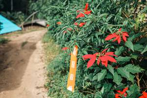 BIB: 
                            <button type="button" onclick="openModal(25309720)" class="btn btn-primary btn-sm float-right btn-popup" data-toggle="modal" data-target=".modal-high-quality">
                        <i class="fas fa-shopping-cart"></i> Add to Cart
                    </button>
                                            <button type="button" onclick="isThisMe(25309720, true)" class="btn btn-success btn-sm float-right btn-popup btn-isme hidden" data-toggle="tooltip" data-placement="bottom" title="นี่คือรูปของคุณใช่ไหม คลิกที่นี่เพื่อเอาเข้าอัลบั้ม">
                        <i class="fas fa-plus"></i> Add to album
                    </button>
                    <button type="button" onclick="isThisMe(25309720, false)" class="btn btn-warning btn-sm float-right btn-popup btn-isnotme hidden">
                        <i class="fas fa-ban"></i> Remove from album
                    </button>