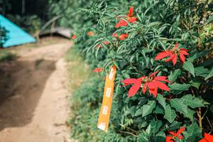 BIB: 
                            <button type="button" onclick="openModal(25309709)" class="btn btn-primary btn-sm float-right btn-popup" data-toggle="modal" data-target=".modal-high-quality">
                        <i class="fas fa-shopping-cart"></i> Add to Cart
                    </button>
                                            <button type="button" onclick="isThisMe(25309709, true)" class="btn btn-success btn-sm float-right btn-popup btn-isme hidden" data-toggle="tooltip" data-placement="bottom" title="นี่คือรูปของคุณใช่ไหม คลิกที่นี่เพื่อเอาเข้าอัลบั้ม">
                        <i class="fas fa-plus"></i> Add to album
                    </button>
                    <button type="button" onclick="isThisMe(25309709, false)" class="btn btn-warning btn-sm float-right btn-popup btn-isnotme hidden">
                        <i class="fas fa-ban"></i> Remove from album
                    </button>