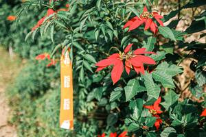 BIB: 
                            <button type="button" onclick="openModal(25309697)" class="btn btn-primary btn-sm float-right btn-popup" data-toggle="modal" data-target=".modal-high-quality">
                        <i class="fas fa-shopping-cart"></i> Add to Cart
                    </button>
                                            <button type="button" onclick="isThisMe(25309697, true)" class="btn btn-success btn-sm float-right btn-popup btn-isme hidden" data-toggle="tooltip" data-placement="bottom" title="นี่คือรูปของคุณใช่ไหม คลิกที่นี่เพื่อเอาเข้าอัลบั้ม">
                        <i class="fas fa-plus"></i> Add to album
                    </button>
                    <button type="button" onclick="isThisMe(25309697, false)" class="btn btn-warning btn-sm float-right btn-popup btn-isnotme hidden">
                        <i class="fas fa-ban"></i> Remove from album
                    </button>