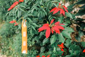 BIB: 
                            <button type="button" onclick="openModal(25309707)" class="btn btn-primary btn-sm float-right btn-popup" data-toggle="modal" data-target=".modal-high-quality">
                        <i class="fas fa-shopping-cart"></i> Add to Cart
                    </button>
                                            <button type="button" onclick="isThisMe(25309707, true)" class="btn btn-success btn-sm float-right btn-popup btn-isme hidden" data-toggle="tooltip" data-placement="bottom" title="นี่คือรูปของคุณใช่ไหม คลิกที่นี่เพื่อเอาเข้าอัลบั้ม">
                        <i class="fas fa-plus"></i> Add to album
                    </button>
                    <button type="button" onclick="isThisMe(25309707, false)" class="btn btn-warning btn-sm float-right btn-popup btn-isnotme hidden">
                        <i class="fas fa-ban"></i> Remove from album
                    </button>