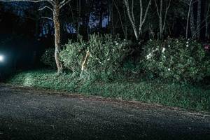 BIB: 
                            <button type="button" onclick="openModal(25226386)" class="btn btn-primary btn-sm float-right btn-popup" data-toggle="modal" data-target=".modal-high-quality">
                        <i class="fas fa-shopping-cart"></i> Add to Cart
                    </button>
                                            <button type="button" onclick="isThisMe(25226386, true)" class="btn btn-success btn-sm float-right btn-popup btn-isme hidden" data-toggle="tooltip" data-placement="bottom" title="นี่คือรูปของคุณใช่ไหม คลิกที่นี่เพื่อเอาเข้าอัลบั้ม">
                        <i class="fas fa-plus"></i> Add to album
                    </button>
                    <button type="button" onclick="isThisMe(25226386, false)" class="btn btn-warning btn-sm float-right btn-popup btn-isnotme hidden">
                        <i class="fas fa-ban"></i> Remove from album
                    </button>