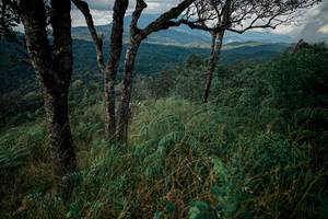 BIB: 
                            <button type="button" onclick="openModal(25568385)" class="btn btn-primary btn-sm float-right btn-popup" data-toggle="modal" data-target=".modal-high-quality">
                        <i class="fas fa-shopping-cart"></i> Add to Cart
                    </button>
                                            <button type="button" onclick="isThisMe(25568385, true)" class="btn btn-success btn-sm float-right btn-popup btn-isme hidden" data-toggle="tooltip" data-placement="bottom" title="นี่คือรูปของคุณใช่ไหม คลิกที่นี่เพื่อเอาเข้าอัลบั้ม">
                        <i class="fas fa-plus"></i> Add to album
                    </button>
                    <button type="button" onclick="isThisMe(25568385, false)" class="btn btn-warning btn-sm float-right btn-popup btn-isnotme hidden">
                        <i class="fas fa-ban"></i> Remove from album
                    </button>