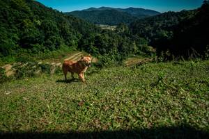 BIB: 
                            <button type="button" onclick="openModal(26591297)" class="btn btn-primary btn-sm float-right btn-popup" data-toggle="modal" data-target=".modal-high-quality">
                        <i class="fas fa-shopping-cart"></i> Add to Cart
                    </button>
                                            <button type="button" onclick="isThisMe(26591297, true)" class="btn btn-success btn-sm float-right btn-popup btn-isme hidden" data-toggle="tooltip" data-placement="bottom" title="นี่คือรูปของคุณใช่ไหม คลิกที่นี่เพื่อเอาเข้าอัลบั้ม">
                        <i class="fas fa-plus"></i> Add to album
                    </button>
                    <button type="button" onclick="isThisMe(26591297, false)" class="btn btn-warning btn-sm float-right btn-popup btn-isnotme hidden">
                        <i class="fas fa-ban"></i> Remove from album
                    </button>