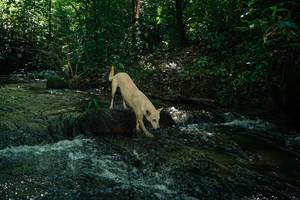 BIB: 
                            <button type="button" onclick="openModal(26667496)" class="btn btn-primary btn-sm float-right btn-popup" data-toggle="modal" data-target=".modal-high-quality">
                        <i class="fas fa-shopping-cart"></i> Add to Cart
                    </button>
                                            <button type="button" onclick="isThisMe(26667496, true)" class="btn btn-success btn-sm float-right btn-popup btn-isme hidden" data-toggle="tooltip" data-placement="bottom" title="นี่คือรูปของคุณใช่ไหม คลิกที่นี่เพื่อเอาเข้าอัลบั้ม">
                        <i class="fas fa-plus"></i> Add to album
                    </button>
                    <button type="button" onclick="isThisMe(26667496, false)" class="btn btn-warning btn-sm float-right btn-popup btn-isnotme hidden">
                        <i class="fas fa-ban"></i> Remove from album
                    </button>