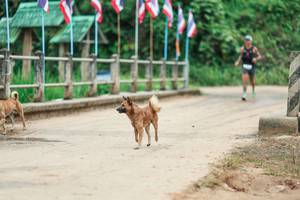 BIB: 
                            <button type="button" onclick="openModal(26944702)" class="btn btn-primary btn-sm float-right btn-popup" data-toggle="modal" data-target=".modal-high-quality">
                        <i class="fas fa-shopping-cart"></i> Add to Cart
                    </button>
                                            <button type="button" onclick="isThisMe(26944702, true)" class="btn btn-success btn-sm float-right btn-popup btn-isme hidden" data-toggle="tooltip" data-placement="bottom" title="นี่คือรูปของคุณใช่ไหม คลิกที่นี่เพื่อเอาเข้าอัลบั้ม">
                        <i class="fas fa-plus"></i> Add to album
                    </button>
                    <button type="button" onclick="isThisMe(26944702, false)" class="btn btn-warning btn-sm float-right btn-popup btn-isnotme hidden">
                        <i class="fas fa-ban"></i> Remove from album
                    </button>