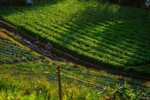 BIB: 
                            <button type="button" onclick="openModal(19370951)" class="btn btn-primary btn-sm float-right btn-popup" data-toggle="modal" data-target=".modal-high-quality">
                        <i class="fas fa-shopping-cart"></i> Add to Cart
                    </button>
                                            <button type="button" onclick="isThisMe(19370951, true)" class="btn btn-success btn-sm float-right btn-popup btn-isme hidden" data-toggle="tooltip" data-placement="bottom" title="นี่คือรูปของคุณใช่ไหม คลิกที่นี่เพื่อเอาเข้าอัลบั้ม">
                        <i class="fas fa-plus"></i> Add to album
                    </button>
                    <button type="button" onclick="isThisMe(19370951, false)" class="btn btn-warning btn-sm float-right btn-popup btn-isnotme hidden">
                        <i class="fas fa-ban"></i> Remove from album
                    </button>