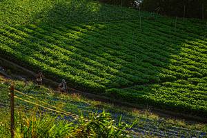 BIB: 
                            <button type="button" onclick="openModal(19370949)" class="btn btn-primary btn-sm float-right btn-popup" data-toggle="modal" data-target=".modal-high-quality">
                        <i class="fas fa-shopping-cart"></i> Add to Cart
                    </button>
                                            <button type="button" onclick="isThisMe(19370949, true)" class="btn btn-success btn-sm float-right btn-popup btn-isme hidden" data-toggle="tooltip" data-placement="bottom" title="นี่คือรูปของคุณใช่ไหม คลิกที่นี่เพื่อเอาเข้าอัลบั้ม">
                        <i class="fas fa-plus"></i> Add to album
                    </button>
                    <button type="button" onclick="isThisMe(19370949, false)" class="btn btn-warning btn-sm float-right btn-popup btn-isnotme hidden">
                        <i class="fas fa-ban"></i> Remove from album
                    </button>