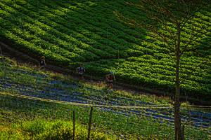 BIB: 
                            <button type="button" onclick="openModal(19370944)" class="btn btn-primary btn-sm float-right btn-popup" data-toggle="modal" data-target=".modal-high-quality">
                        <i class="fas fa-shopping-cart"></i> Add to Cart
                    </button>
                                            <button type="button" onclick="isThisMe(19370944, true)" class="btn btn-success btn-sm float-right btn-popup btn-isme hidden" data-toggle="tooltip" data-placement="bottom" title="นี่คือรูปของคุณใช่ไหม คลิกที่นี่เพื่อเอาเข้าอัลบั้ม">
                        <i class="fas fa-plus"></i> Add to album
                    </button>
                    <button type="button" onclick="isThisMe(19370944, false)" class="btn btn-warning btn-sm float-right btn-popup btn-isnotme hidden">
                        <i class="fas fa-ban"></i> Remove from album
                    </button>