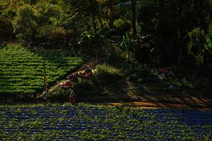 BIB: 
                            <button type="button" onclick="openModal(19370941)" class="btn btn-primary btn-sm float-right btn-popup" data-toggle="modal" data-target=".modal-high-quality">
                        <i class="fas fa-shopping-cart"></i> Add to Cart
                    </button>
                                            <button type="button" onclick="isThisMe(19370941, true)" class="btn btn-success btn-sm float-right btn-popup btn-isme hidden" data-toggle="tooltip" data-placement="bottom" title="นี่คือรูปของคุณใช่ไหม คลิกที่นี่เพื่อเอาเข้าอัลบั้ม">
                        <i class="fas fa-plus"></i> Add to album
                    </button>
                    <button type="button" onclick="isThisMe(19370941, false)" class="btn btn-warning btn-sm float-right btn-popup btn-isnotme hidden">
                        <i class="fas fa-ban"></i> Remove from album
                    </button>