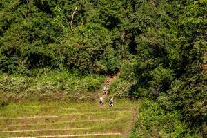 BIB: 
                            <button type="button" onclick="openModal(19376346)" class="btn btn-primary btn-sm float-right btn-popup" data-toggle="modal" data-target=".modal-high-quality">
                        <i class="fas fa-shopping-cart"></i> Add to Cart
                    </button>
                                            <button type="button" onclick="isThisMe(19376346, true)" class="btn btn-success btn-sm float-right btn-popup btn-isme hidden" data-toggle="tooltip" data-placement="bottom" title="นี่คือรูปของคุณใช่ไหม คลิกที่นี่เพื่อเอาเข้าอัลบั้ม">
                        <i class="fas fa-plus"></i> Add to album
                    </button>
                    <button type="button" onclick="isThisMe(19376346, false)" class="btn btn-warning btn-sm float-right btn-popup btn-isnotme hidden">
                        <i class="fas fa-ban"></i> Remove from album
                    </button>